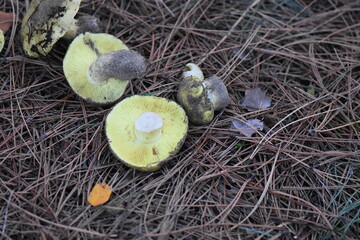 a closeup shot of a mushrooms growing in the forest