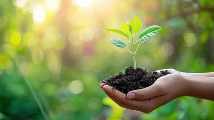 Human Hand Holding a Medium Green Plant with Soil for Gardening or Environmental Projects