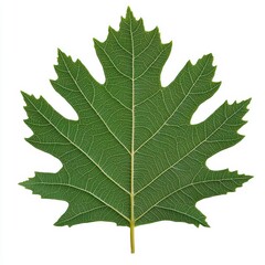 Fototapeta premium Vibrant green maple leaf, isolated on a white background.