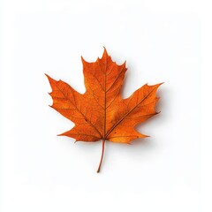 Fototapeta premium Vibrant orange maple leaf on a white isolated background, showcasing intricate details of nature.