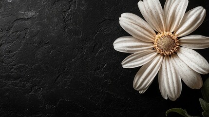 White Flower on Black Background, Minimalist Still Life Photography Generative AI