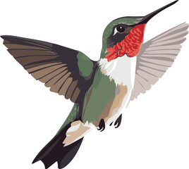 Obraz premium simple vector ruby-throated hummingbird clipart