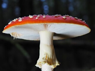 Roter Pilz Fliegenpilz im Deutschen Wald mit unscharfem Hintergrund