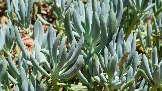 Senecio mandraliscae also known as blue straws, blue chalksticks, dassieharpuis, or narrow-leaf chalk sticks, is a succulent plant of the family Asteraceae that is native to South Africa.