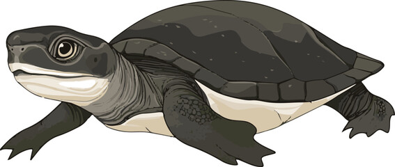 Fototapeta premium simple vector softshell turtle clipart