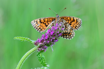 Obraz premium papillon