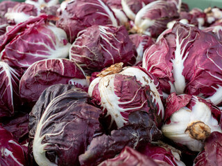 Obraz premium radicchio verona semilungo lettuce purple celery Asteraceae