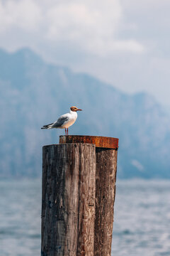 Blackheaded gull