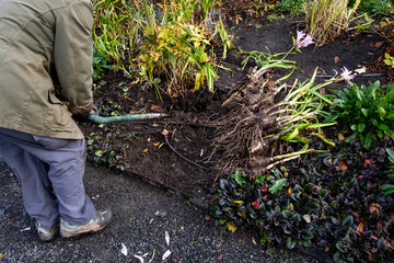 Fototapeta premium Gardener with a shovel digging up Crinodonna Lily bulbs in a fall garden for dividing and re-planting 