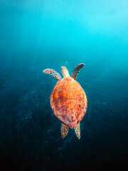 Sea Turtle Swimming Gracefully Underwater, Showcasing Its Beautiful Shell And Flippers Against A Serene Blue Ocean Background, Highlighting The Majestic Beauty Of Marine Life.
