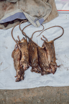 Dead rats at a street market