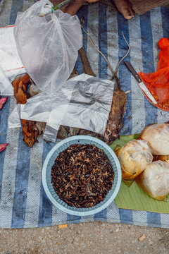 Dead rats, squirrel and insects