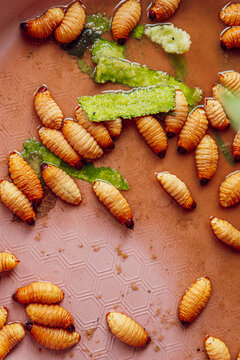 Edible Palm Worms
