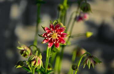 Orlik pospolity pełny odmiana "Nora Barlow", biało-r&oacute;żowy orlik, Aquilegia vulgaris, Aquilegia vulgaris, European columbine, common columbine, granny's nightcap, granny's bonnet