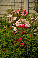 czerwone i rózowe róże w ogrodzie, kwitnace róże na rabacie kwiatowej, Rosa, pink and red roses in the garden,  © kateej