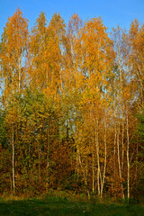 żółte brzozy jesienią, jesienne brzozy, Betula, yellow birches in autumn, autumn birches  © kateej