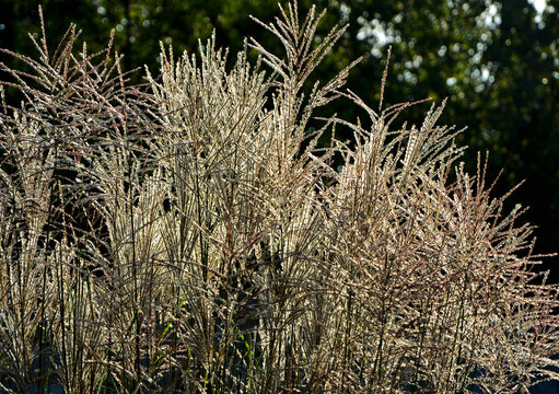 kwitnacy miskant chiński, Miscanthus sinensis, blooming Miscanthus, miskant Gracillimus, kwitnący miskant pokryty rosą w promieniach śłońca, Miscanthus sinensis Gracillimus, Chinese silver grass