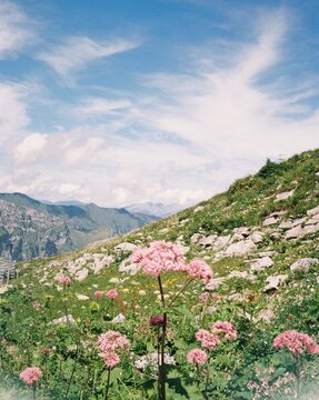 A field of flowers in the mountains