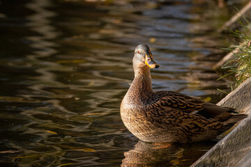 A female mallard rests in the water toward the camera lens. Close-up a female mallard looks toward the camera lens. 