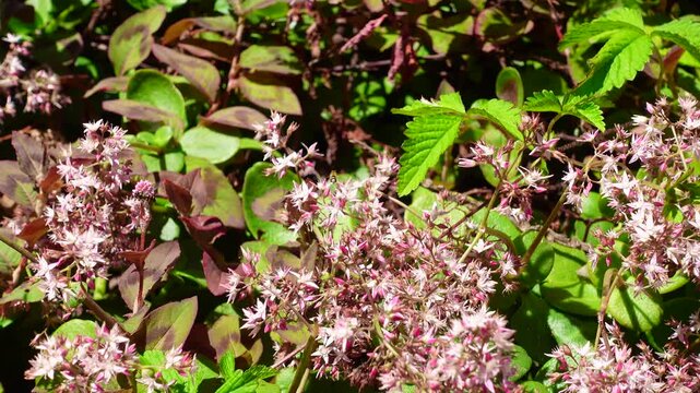 Bees collect nectar and pollen from flower Crassula multicava is a perennial succulent plant from the family Crassulaceae, pink flowers, It is also known as Fairy Crassula in Australian gardens