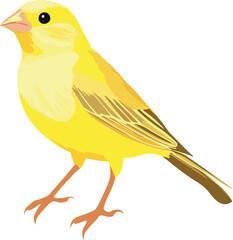 simple vector canary clipart