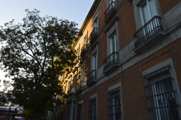 Obraz premium Árvore em frente a prédio