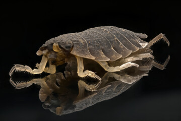 woodlice