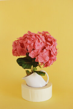 Pink hortensia on yellow background
