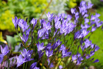 Brodiaea laxa Queen Fabiola purple flowers blooming in the sunshine