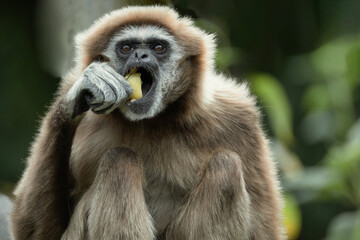 Obraz premium lar gibbon white-handed gibbon, an endangered primate in the gibbon family
