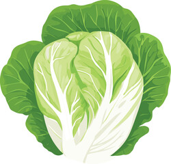 Fototapeta premium simple vector Chinese cabbage clipart