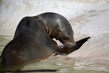 Obraz premium fur seal on the shore, selective focus