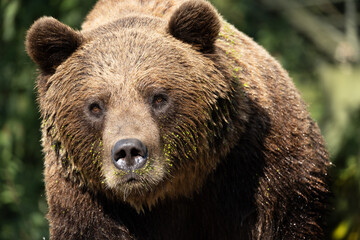 Fototapeta premium Portraite Wild brown bear ,ursus arctos