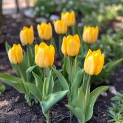 Fototapeta premium Spring brings yellow tulips.