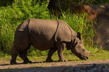 portrait of an adult rhinoceros on a sunny day in selective focus.