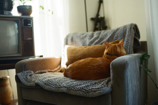 Orange cat sitting in a chair with its back facing the camera