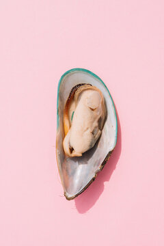 Mussel in its shell on pink background, minimal style.