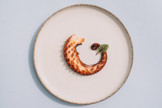 Grilled octopus tentacle on white minimalist plate