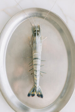 Close-up of prawn on metal plate.