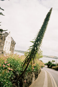Foxtail Agave
