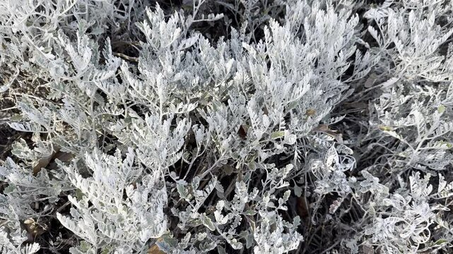Silver ragwort or Jacobaea maritima ornamental plant with white tomentos-like leaves growing in the garden. Leaves of Jacobaea maritima natural macro background. Garden ash bush, Senecio cineraria.