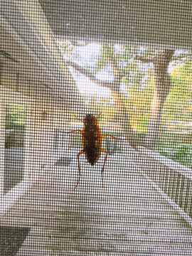Cockroach on Screen Porch Door