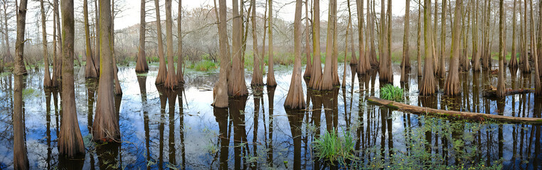 Panorama of Louisiana Bald Cypress tress in swampy area - old growth

