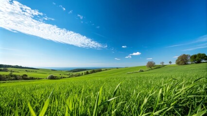 Fototapeta premium Expansive Green Landscape Under Bright Blue Sky