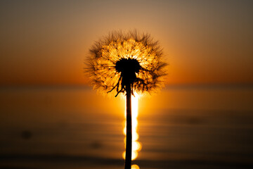 dandelion on sunset