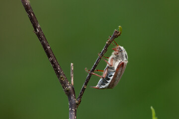close-up of a cockchafer hanging on a branch at the veluwe