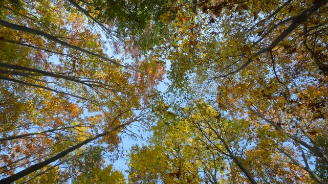 Goldener Herbstwald, Indian Summer, im Burgenland, &Ouml;sterreich