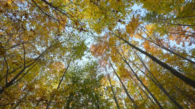 Goldener Herbstwald, Indian Summer, im Burgenland, &Ouml;sterreich