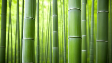 Fototapeta premium Lush bamboo forest with tall, vibrant green stalks creating a serene natural atmosphere, AI