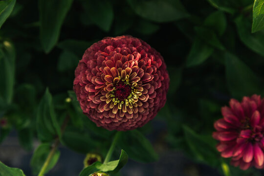 Blooming zinnias on a farm